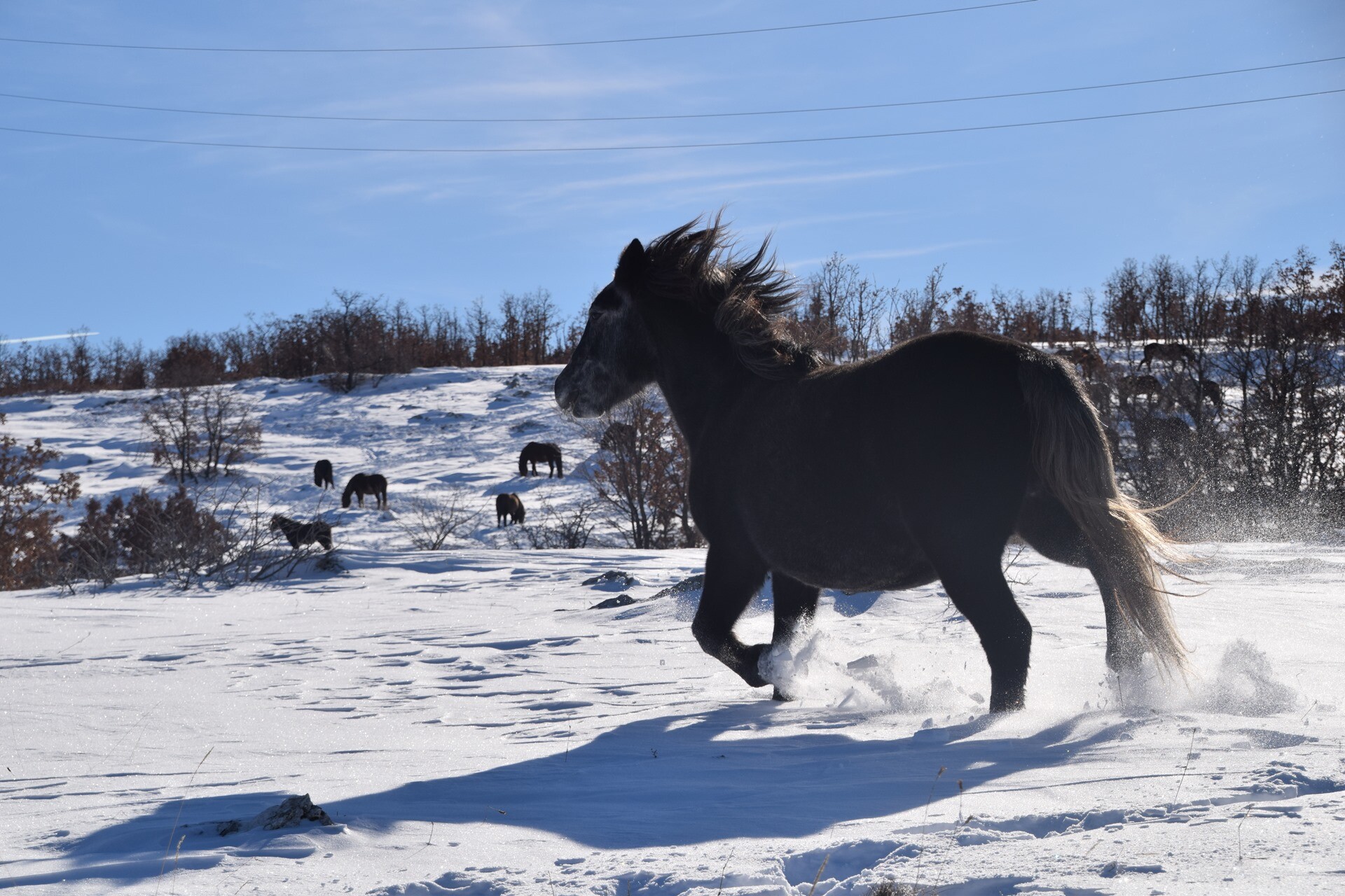 Foto: livnowildhorses.com