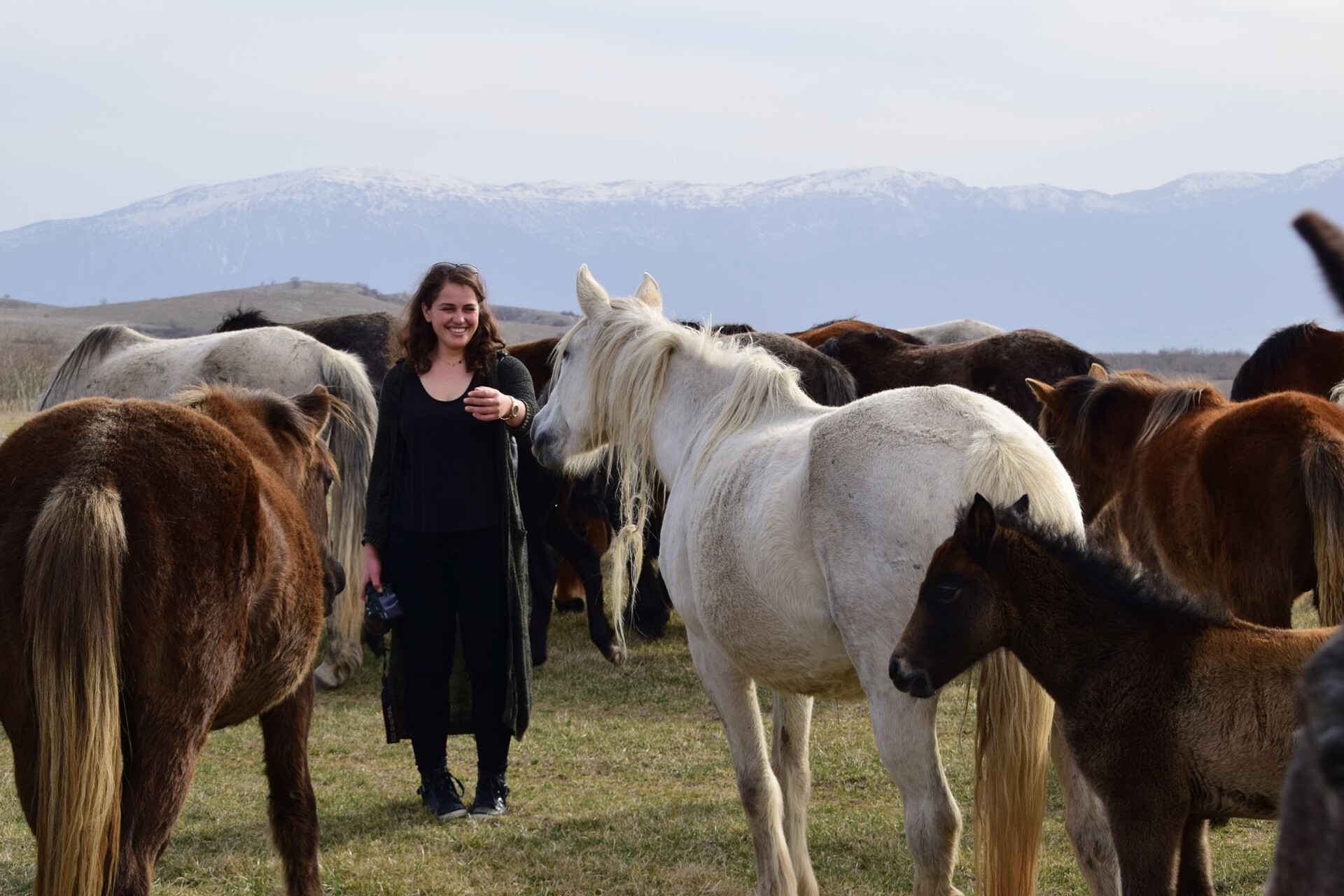 Foto: livnowildhorses.com