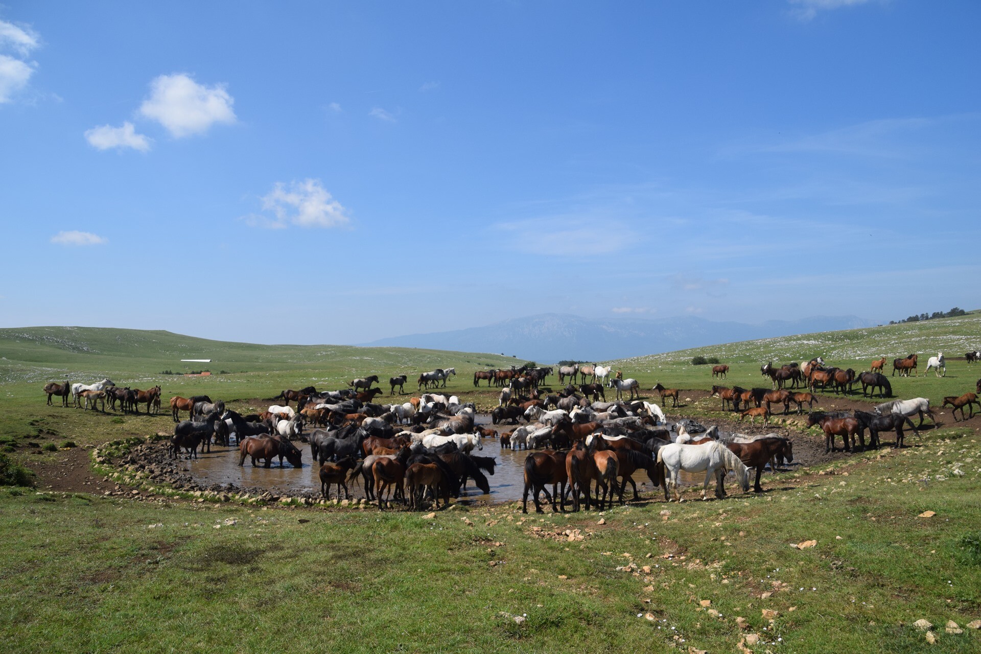 Foto: livnowildhorses.com