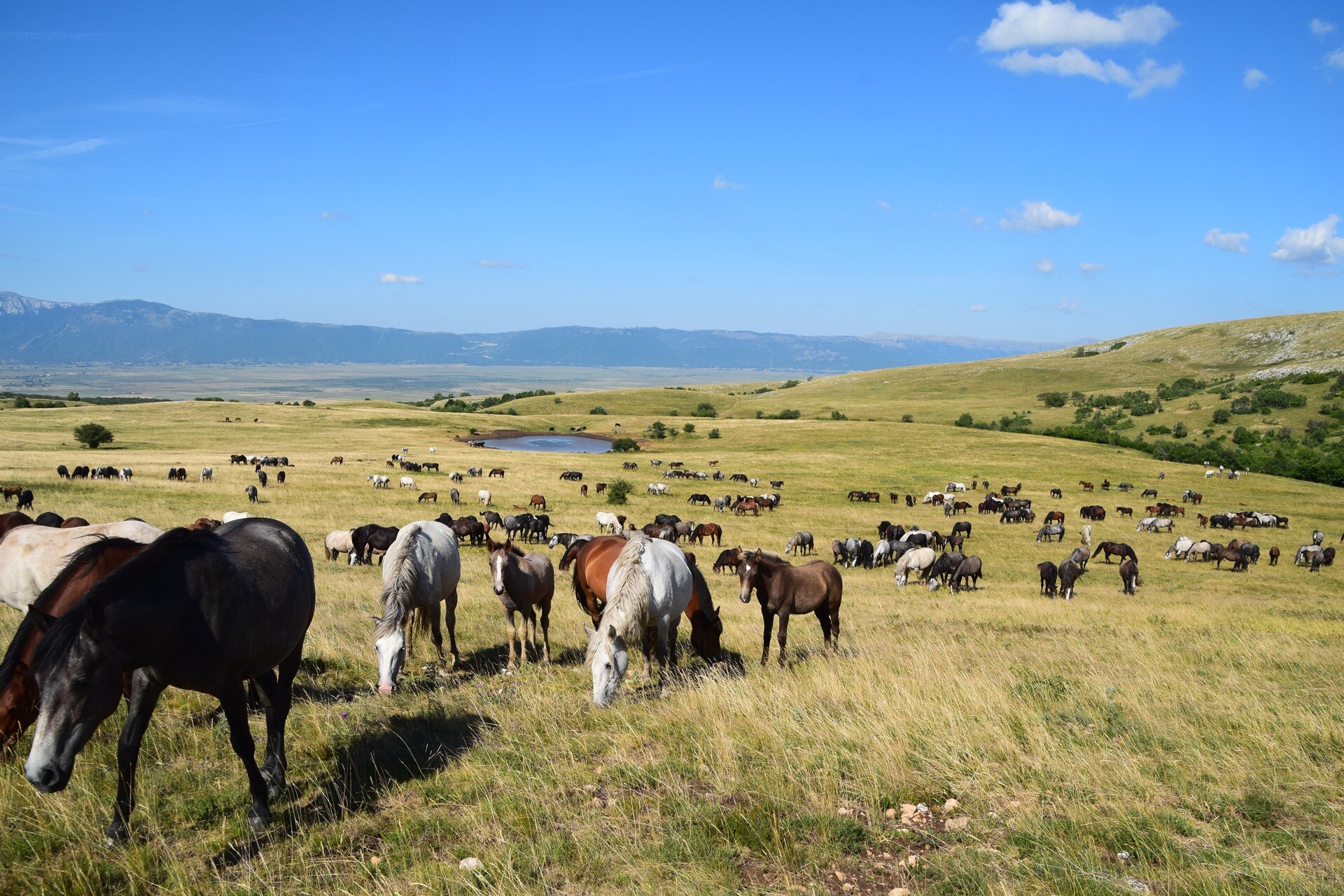 Foto: livnowildhorses.com