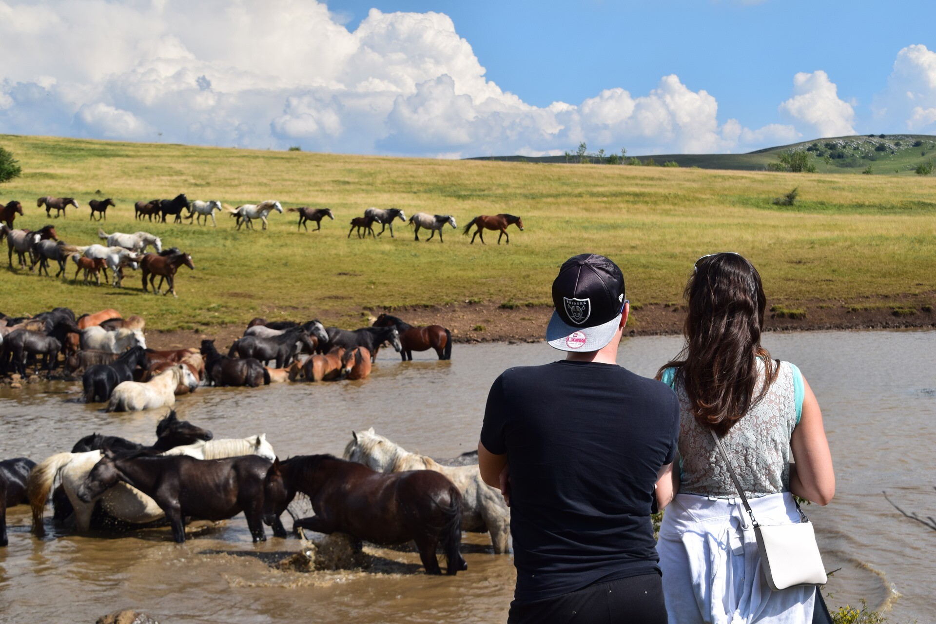 Foto: livnowildhorses.com