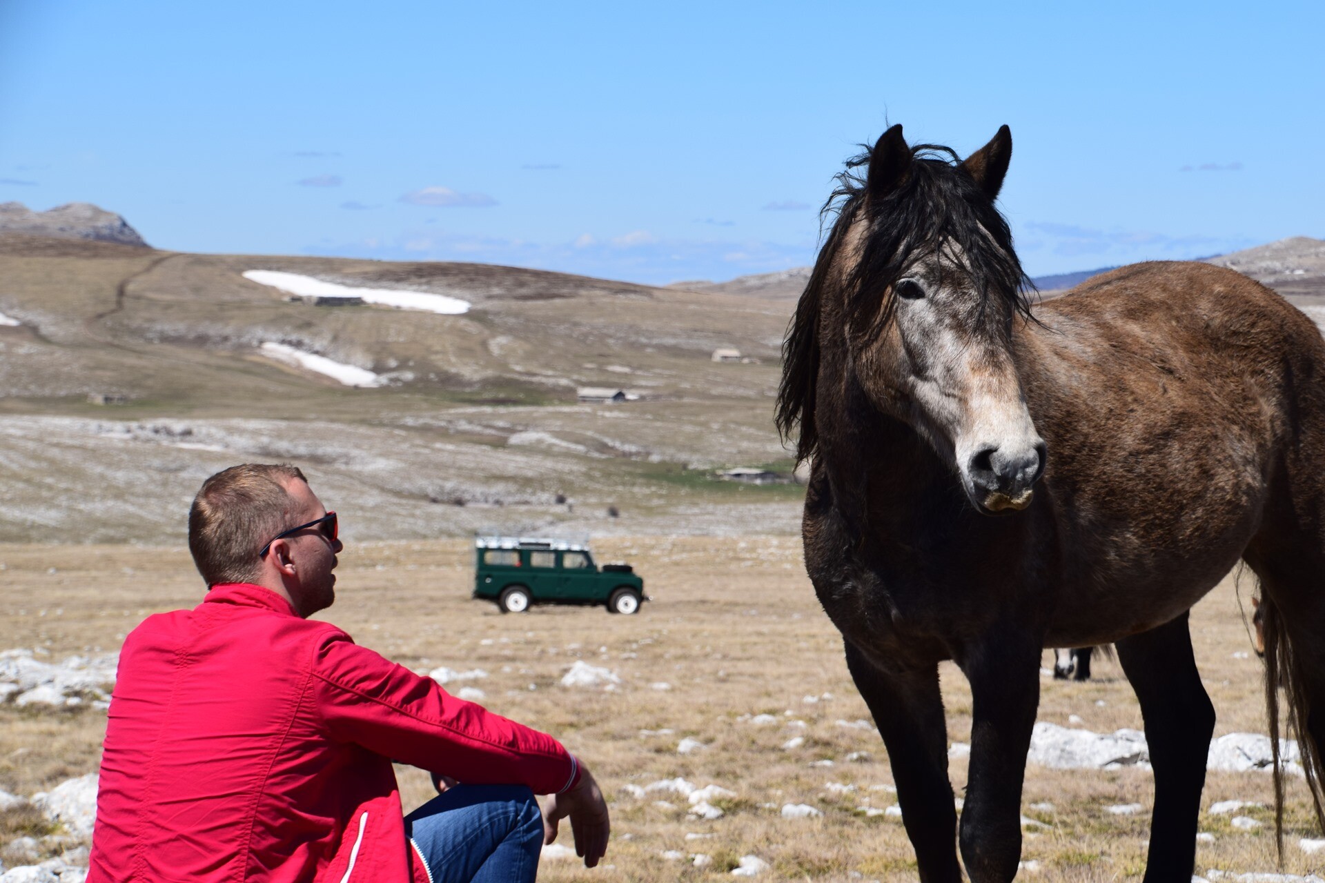 Foto: livnowildhorses.com