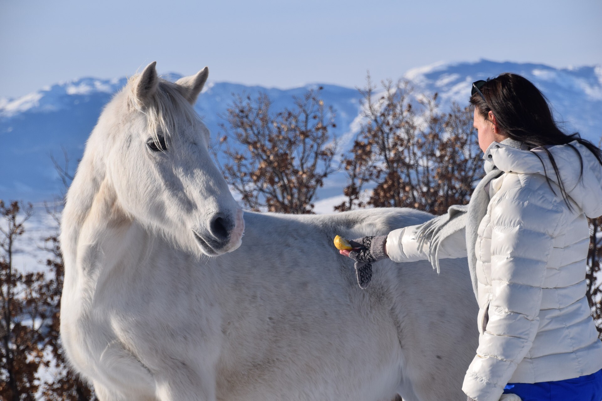 Foto: livnowildhorses.com