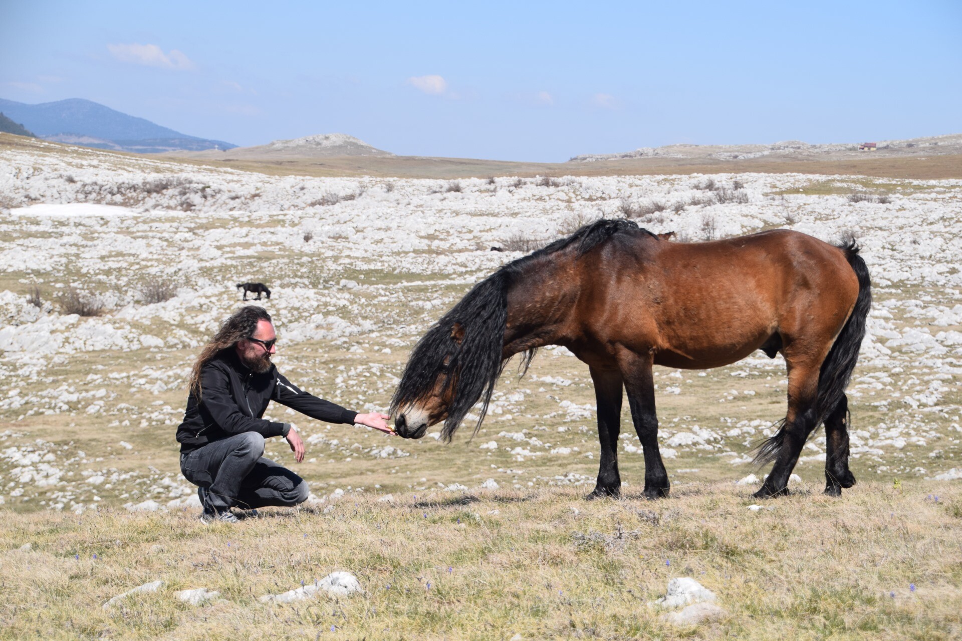 Foto: livnowildhorses.com