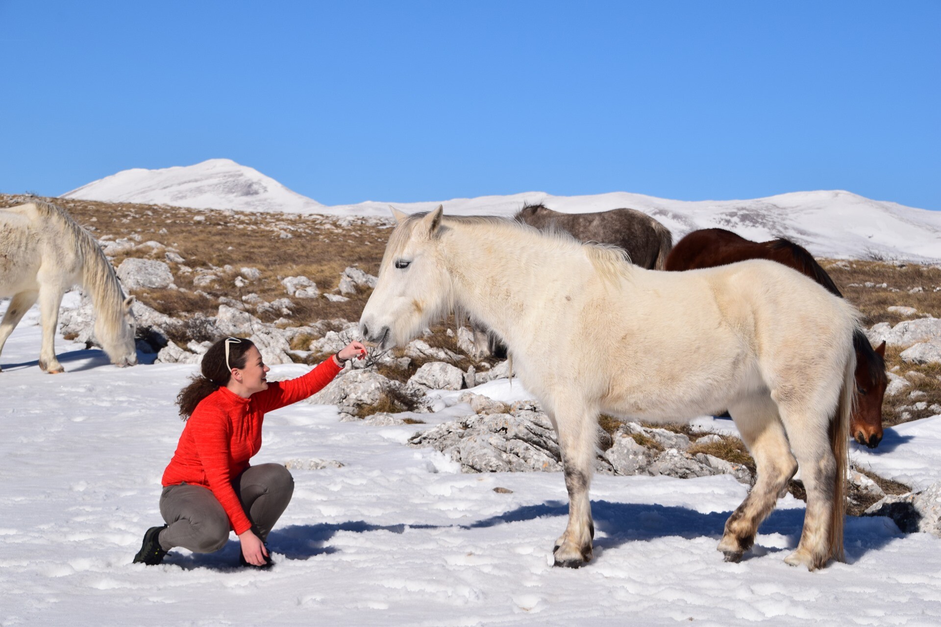 Foto: livnowildhorses.com