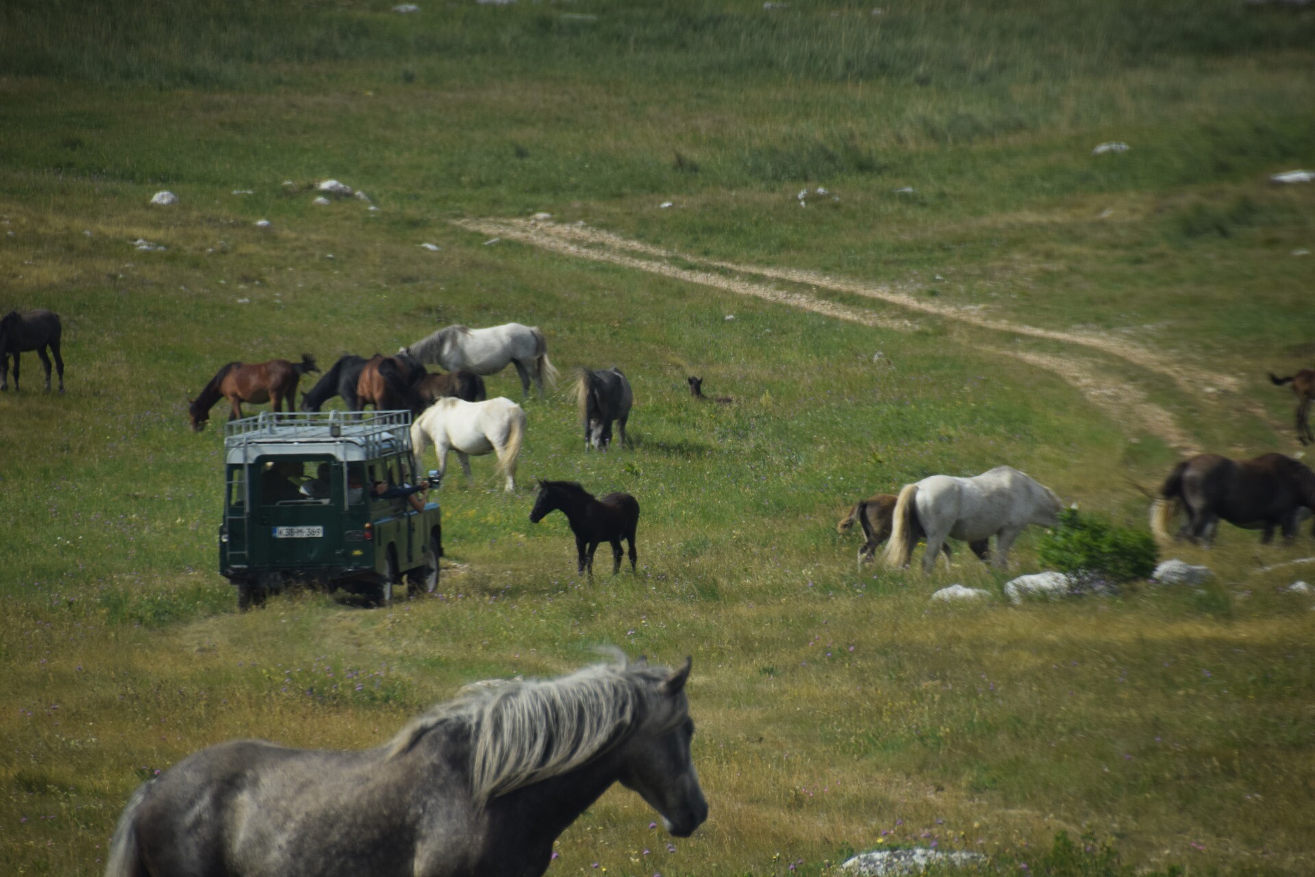 Foto: livnowildhorses.com