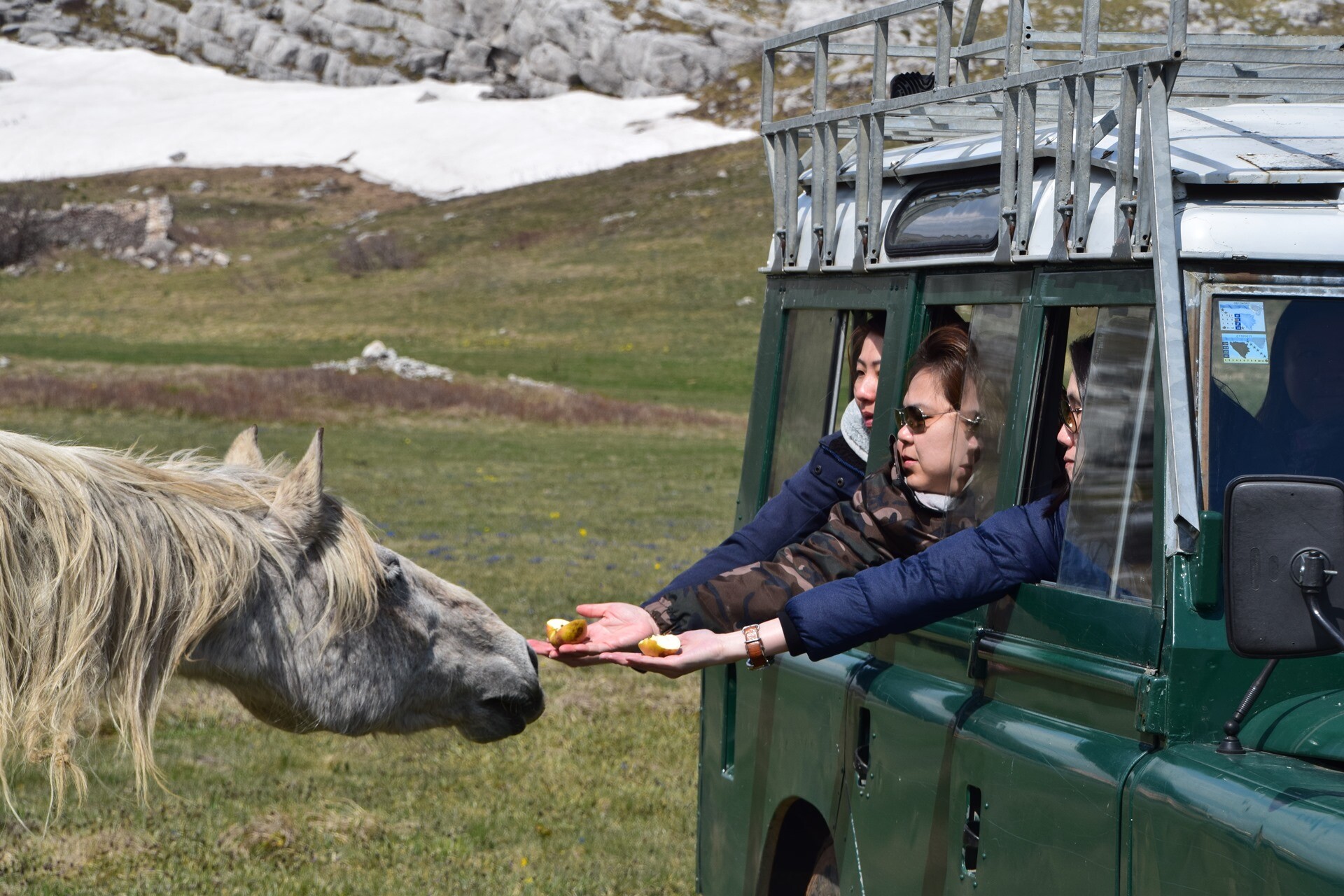 Livno: safari z divjimi konji