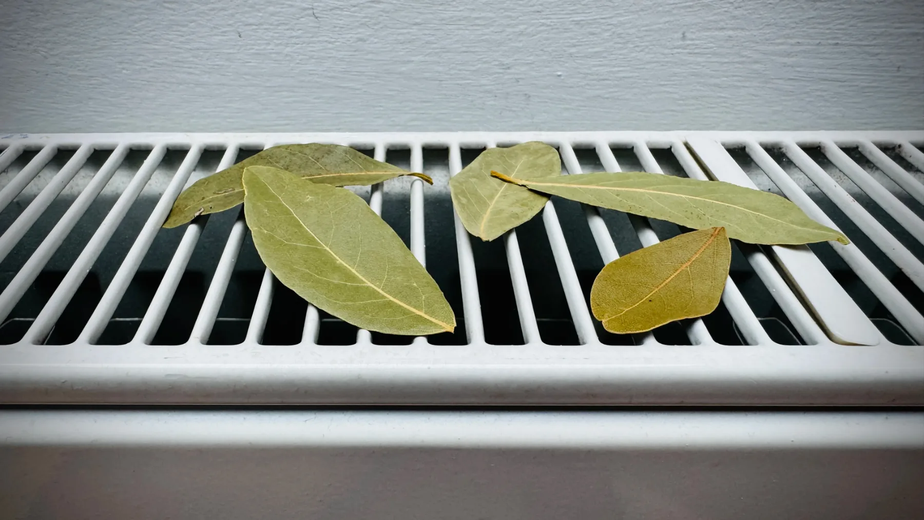 Lovorjev list na radiatorju: Skrivnosten trik za svež zrak v domu