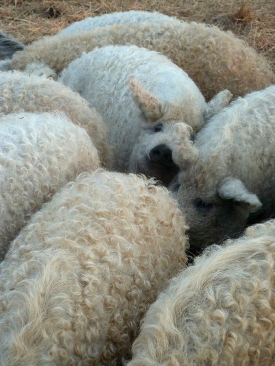 Mangalica: prašič, ki je videti kot ovca in se vede kot pes