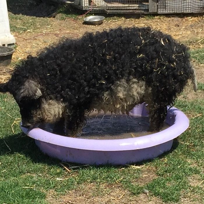 Mangalica: prašič, ki je videti kot ovca in se vede kot pes