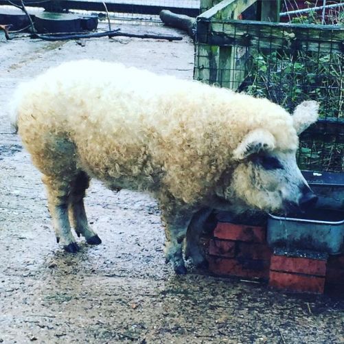 Mangalica: prašič, ki je videti kot ovca in se vede kot pes