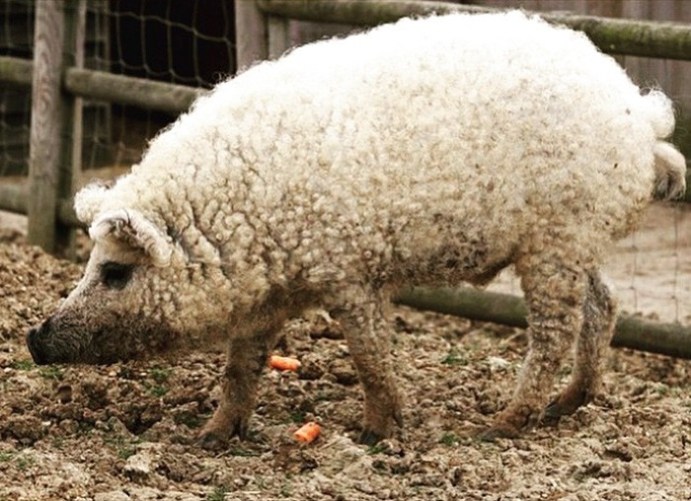 Mangalica: prašič, ki je videti kot ovca in se vede kot pes