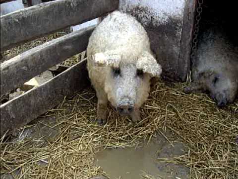 Mangalica: prašič, ki je videti kot ovca in se vede kot pes