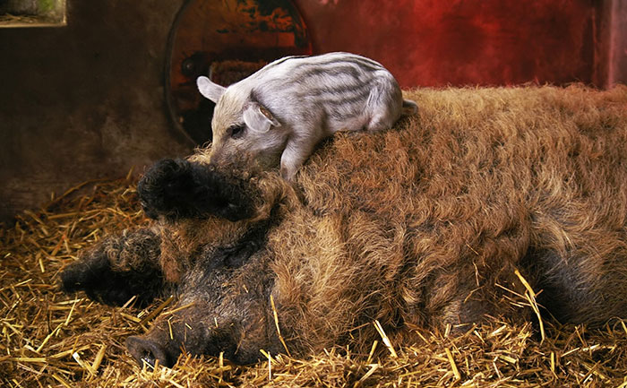 Mangalica: prašič, ki je videti kot ovca in se vede kot pes