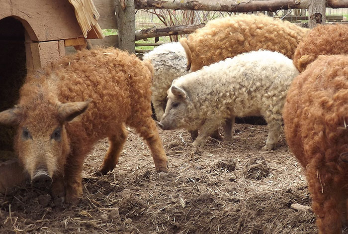 Mangalica: prašič, ki je videti kot ovca in se vede kot pes