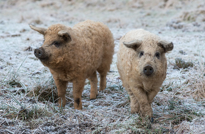 Mangalica: prašič, ki je videti kot ovca in se vede kot pes