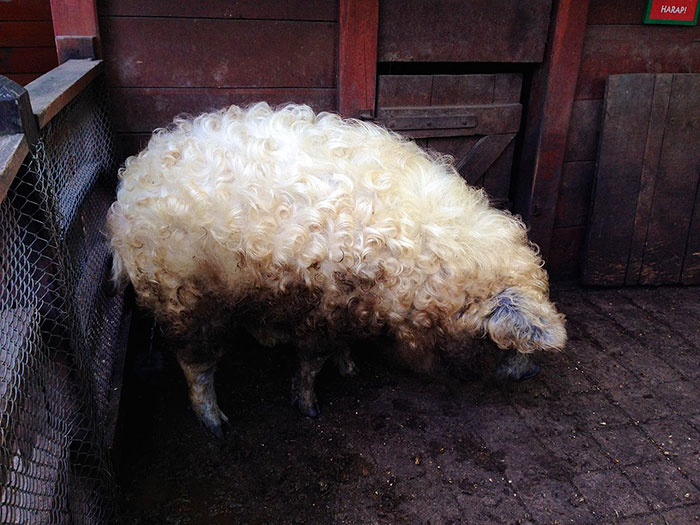 Mangalica: prašič, ki je videti kot ovca in se vede kot pes