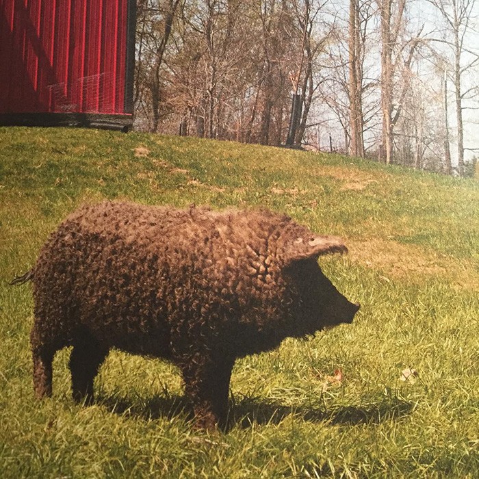 Mangalica: prašič, ki je videti kot ovca in se vede kot pes