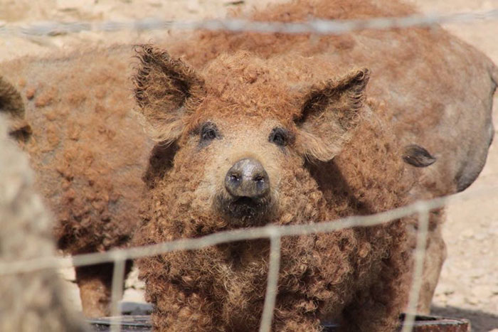 Mangalica: prašič, ki je videti kot ovca in se vede kot pes