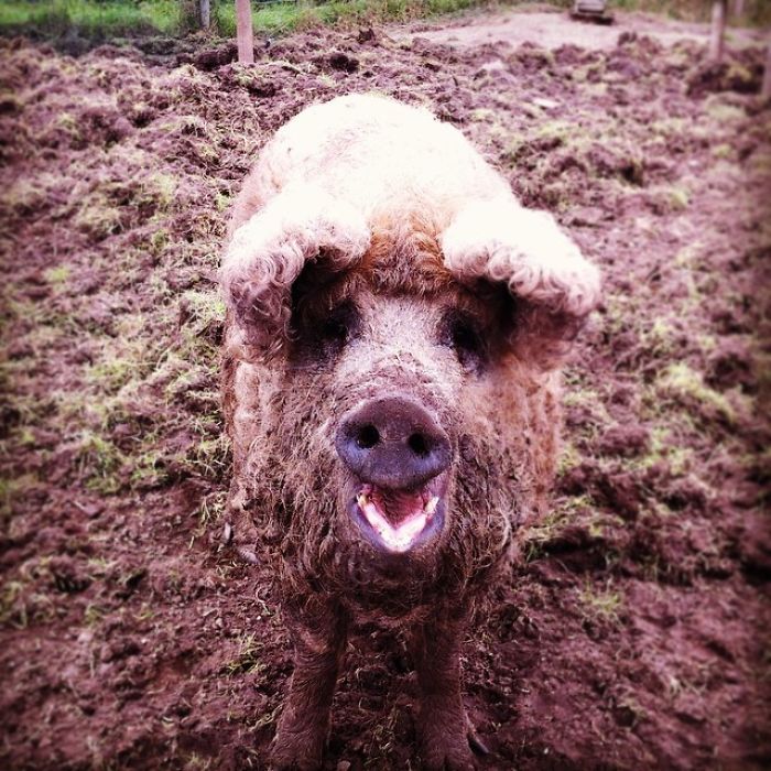 Prašič v ovčji preobleki, ki se obnaša kot pes.