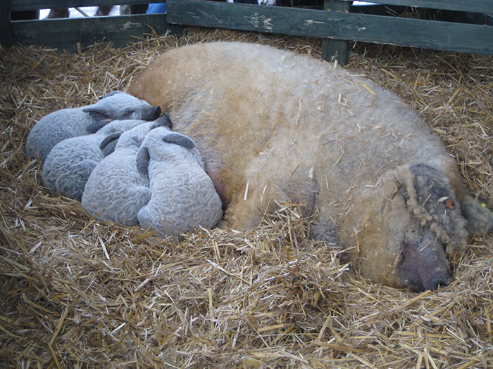 Mangalica: prašič, ki je videti kot ovca in se vede kot pes