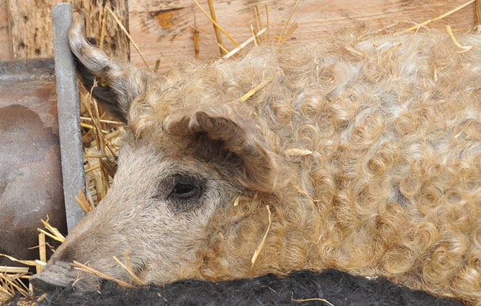 Mangalica: prašič, ki je videti kot ovca in se vede kot pes