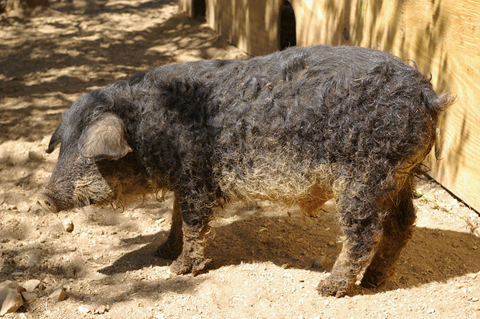 Mangalica: prašič, ki je videti kot ovca in se vede kot pes