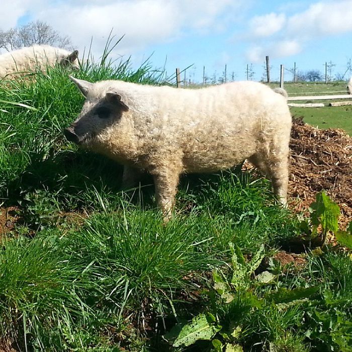 Mangalica: prašič, ki je videti kot ovca in se vede kot pes