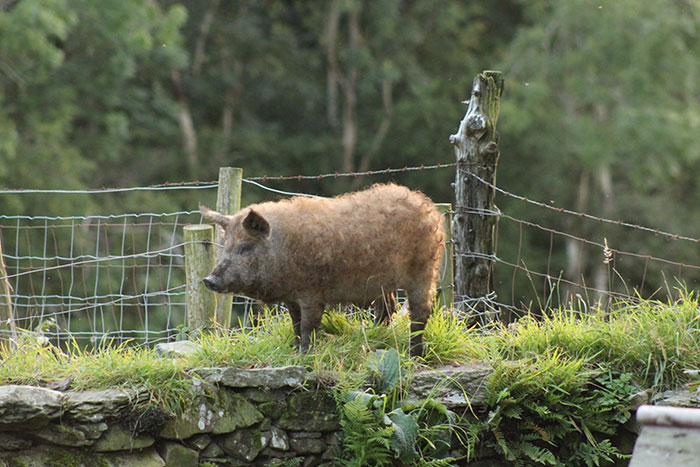 Mangalica: prašič, ki je videti kot ovca in se vede kot pes