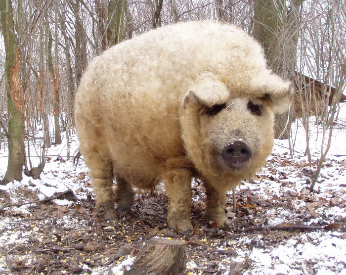 Mangalica: prašič, ki je videti kot ovca in se vede kot pes
