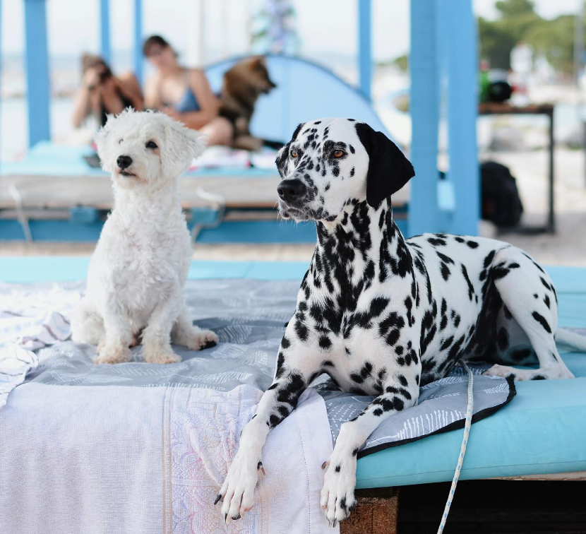 Monty’s Dog Beach: Najbolj luksuzne in prisrčne pasje plaže na Jadranu