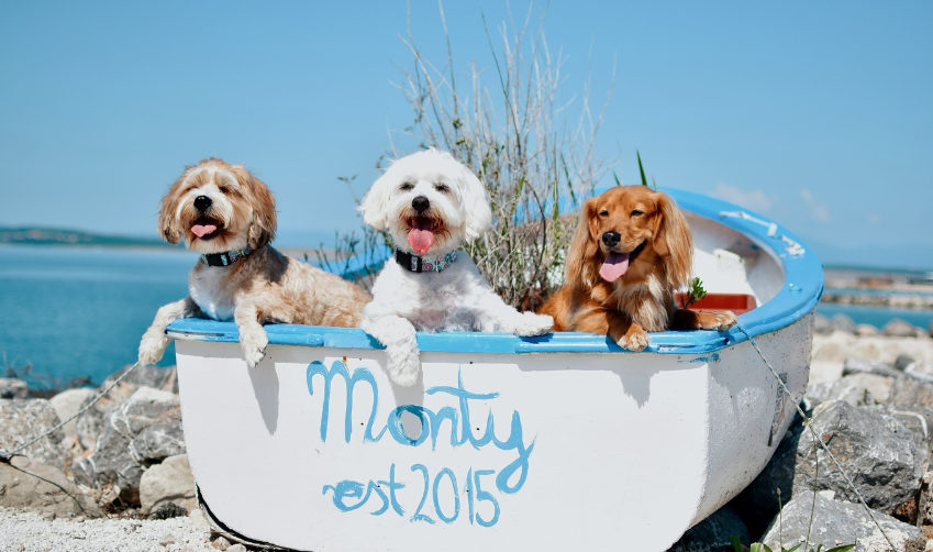 Monty’s Dog Beach: Najbolj luksuzne in prisrčne pasje plaže na Jadranu
