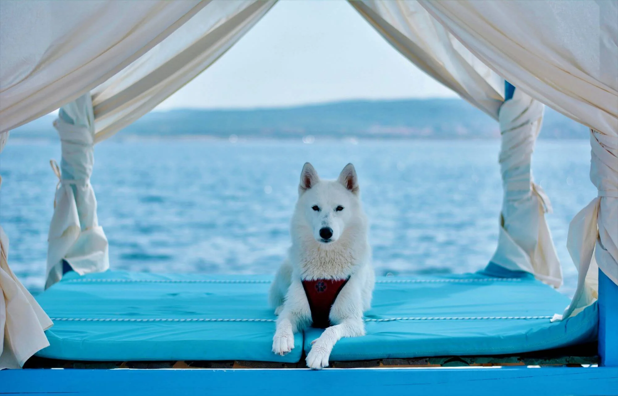 Monty’s Dog Beach: Najbolj luksuzne in prisrčne pasje plaže na Jadranu