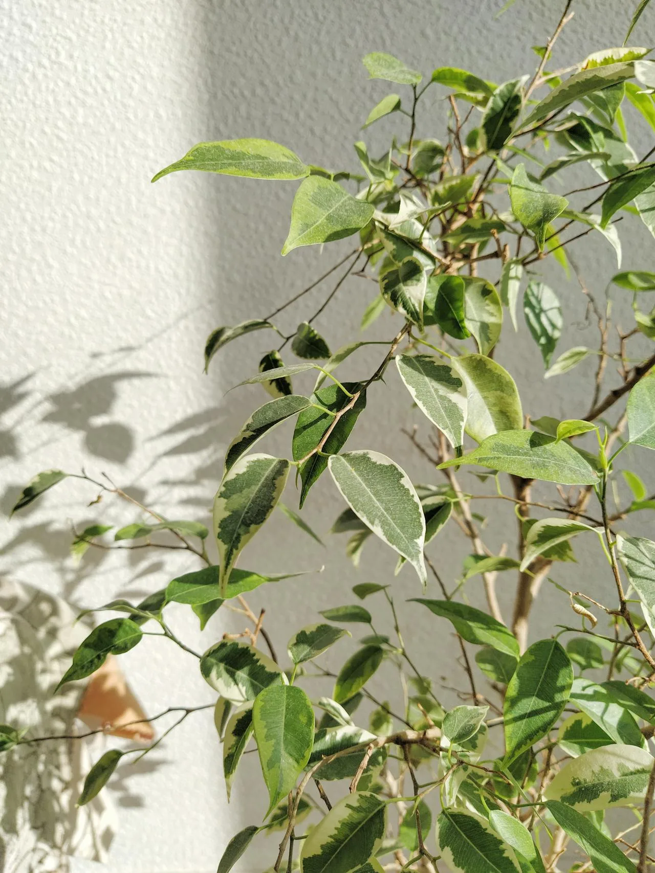 Naravna klimatska naprava: 5 sobnih rastlin, ki pomagajo ohladiti vaš dom