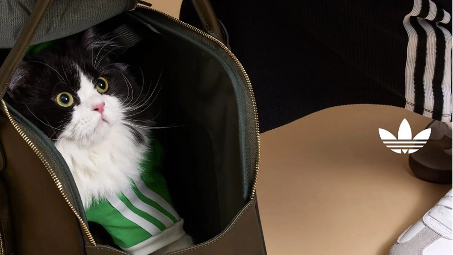 Nova modna obsedenost: Adidas Originals lansira kolekcijo Adidas Originals Pets za hišne ljubljenčke