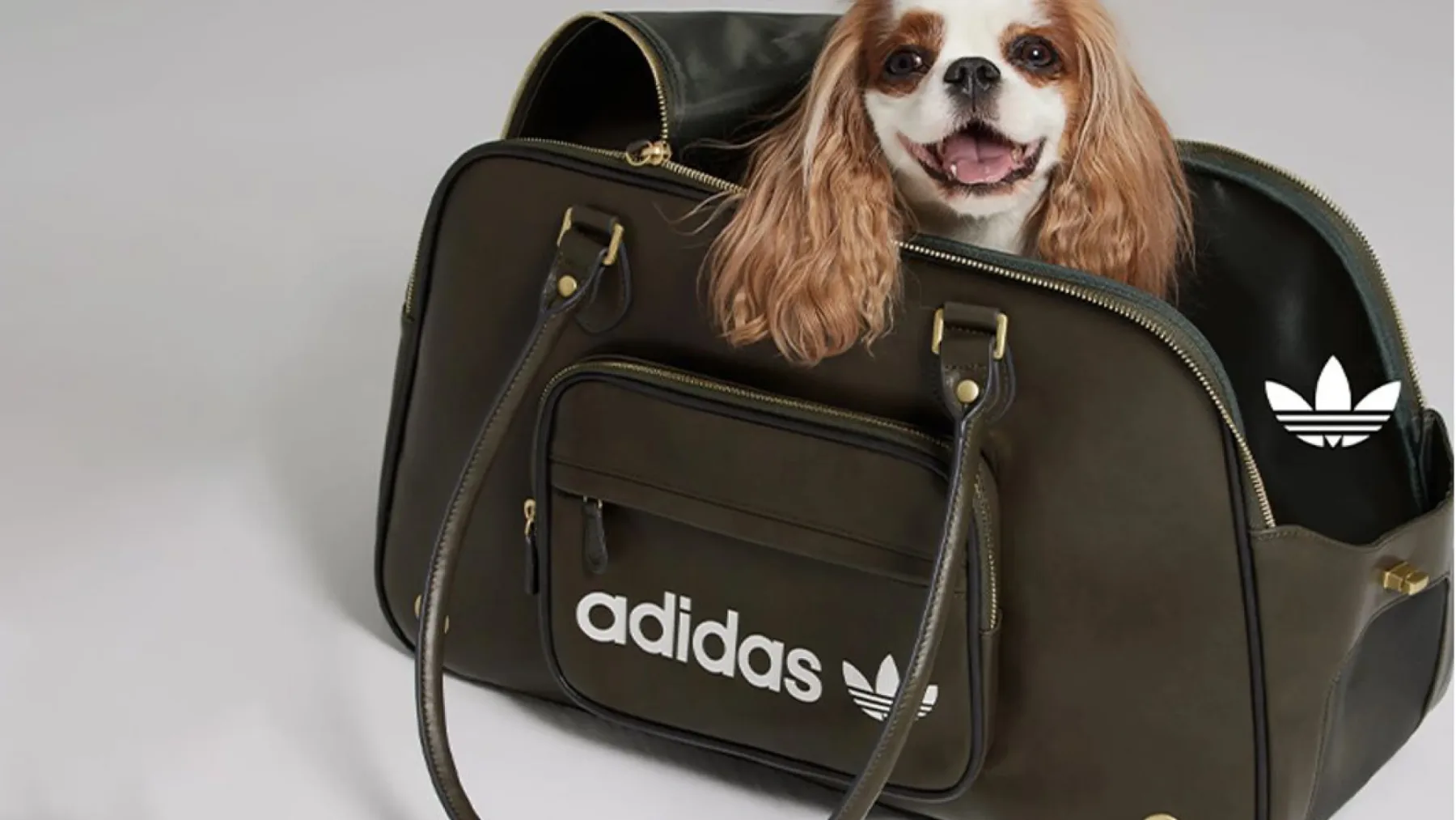 Nova modna obsedenost: Adidas Originals lansira kolekcijo Adidas Originals Pets za hišne ljubljenčke