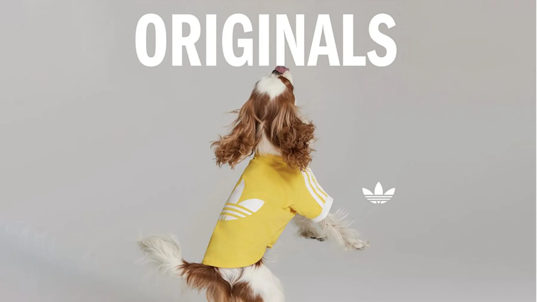 Nova modna obsedenost: Adidas Originals lansira kolekcijo Adidas Originals Pets za hišne ljubljenčke