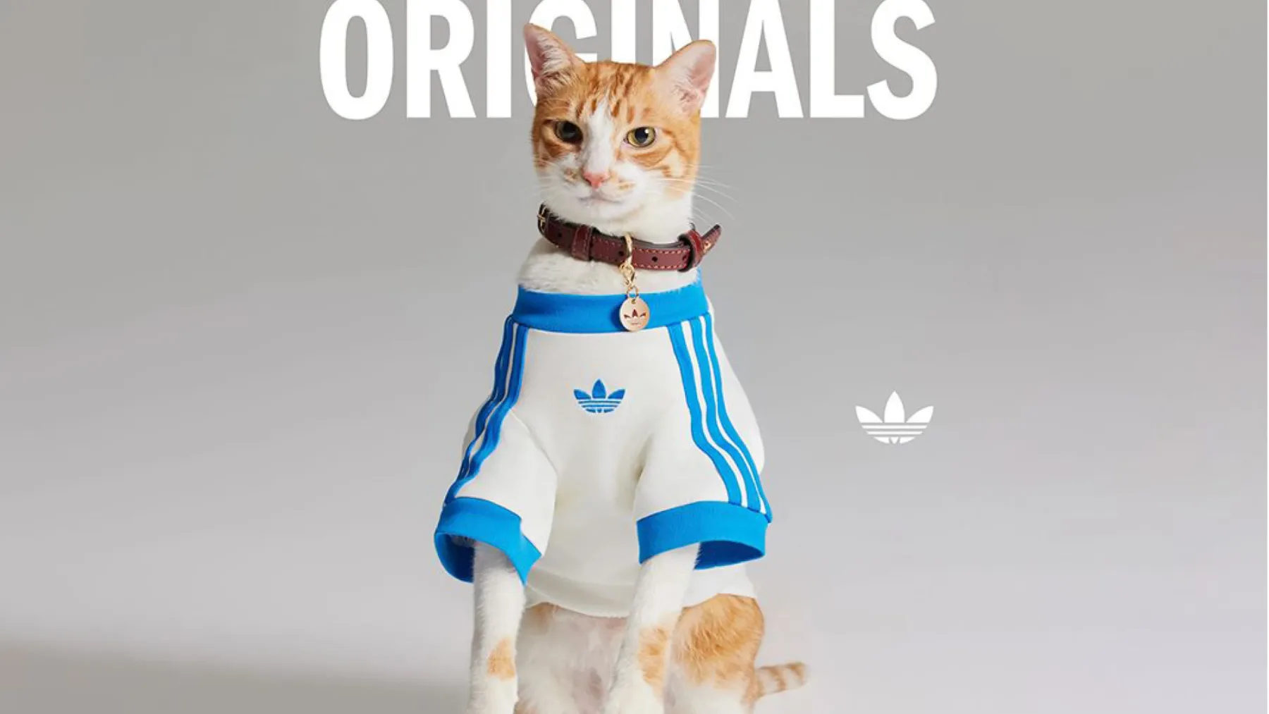 Nova modna obsedenost: Adidas Originals lansira kolekcijo Adidas Originals Pets za hišne ljubljenčke