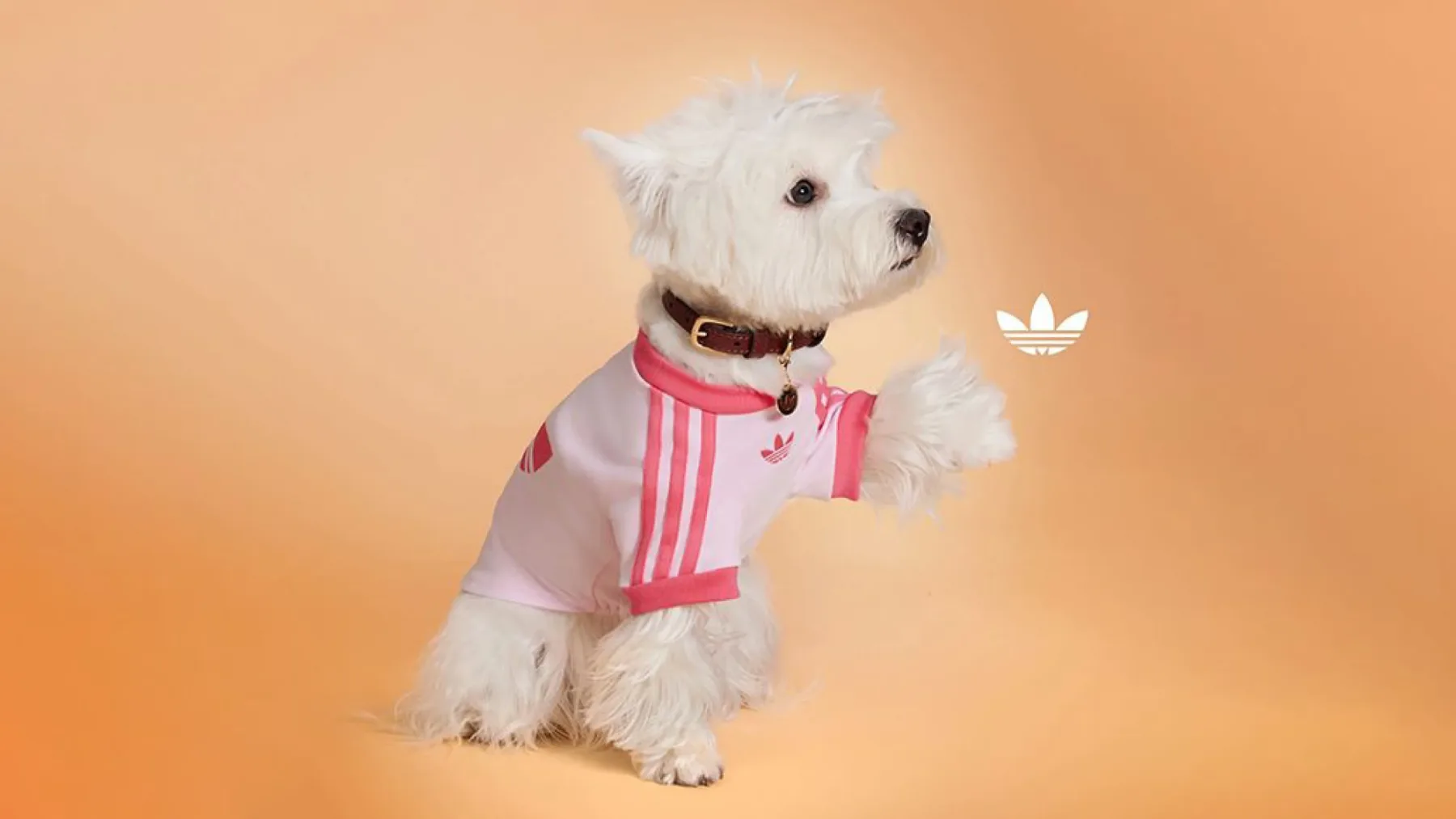 Nova modna obsedenost: Adidas Originals lansira kolekcijo Adidas Originals Pets za hišne ljubljenčke