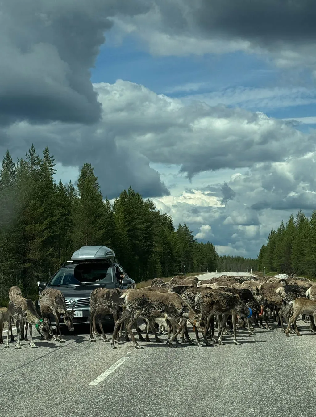 Od Slovenije do arktičnega raja: 22-dnevni družinski road trip do Lofotov z overland vozilom