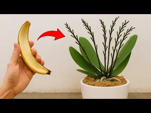 Orhideje ne cvetijo? Poskusite z bananinim olupkom – deluje bolje kot drago gnojilo!