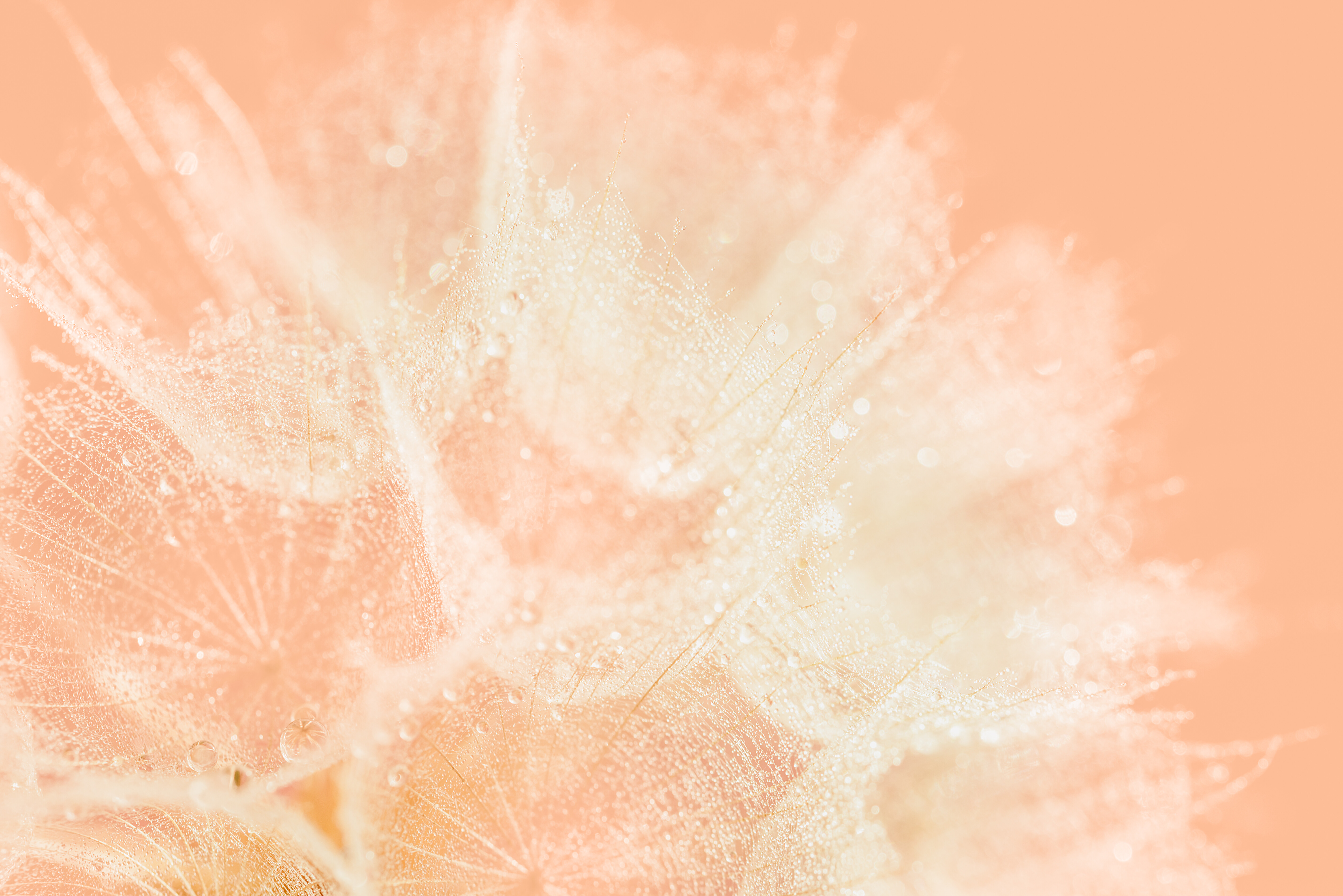 Pantone barva leta 2024: Peach Fuzz
