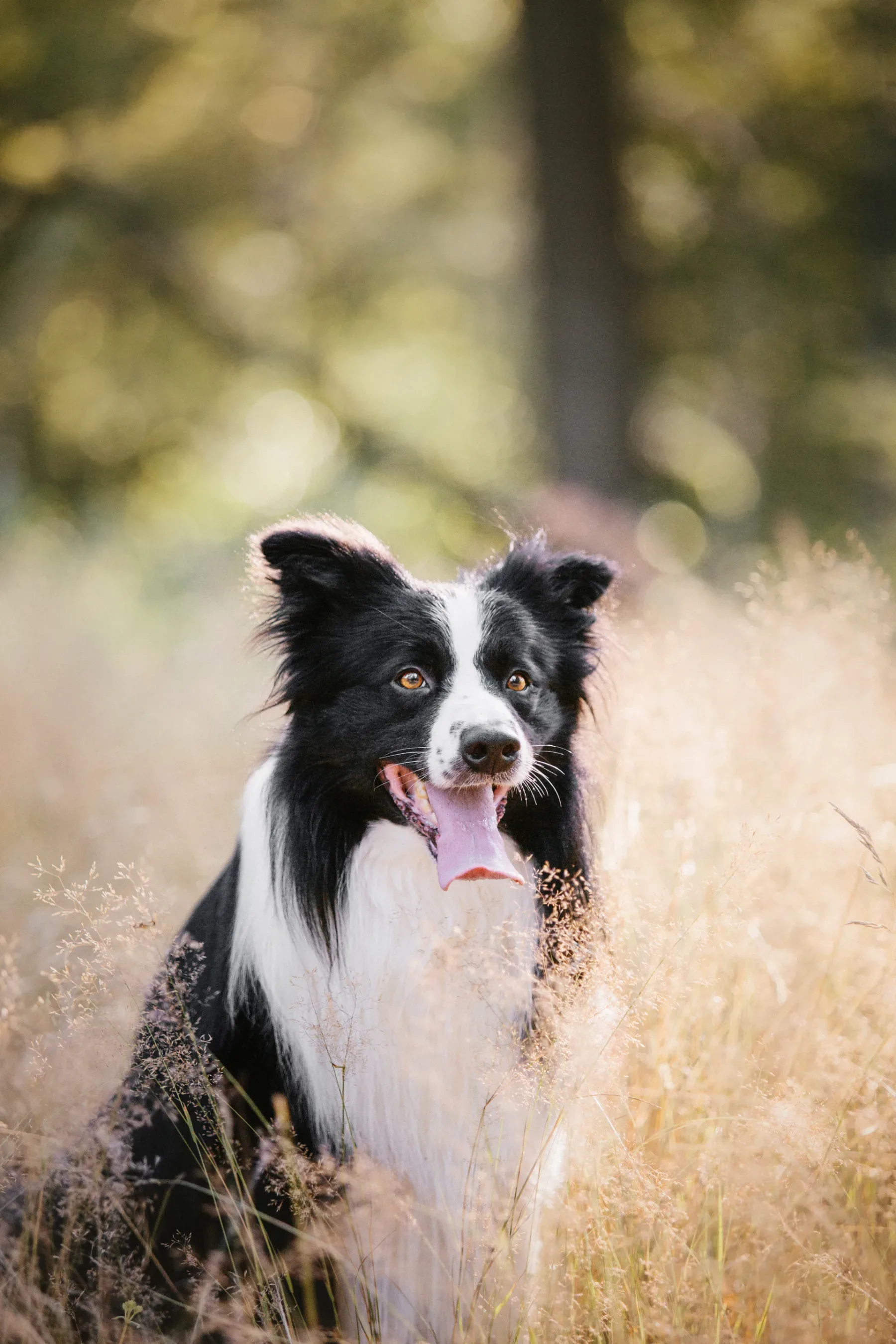 Foto: Envato