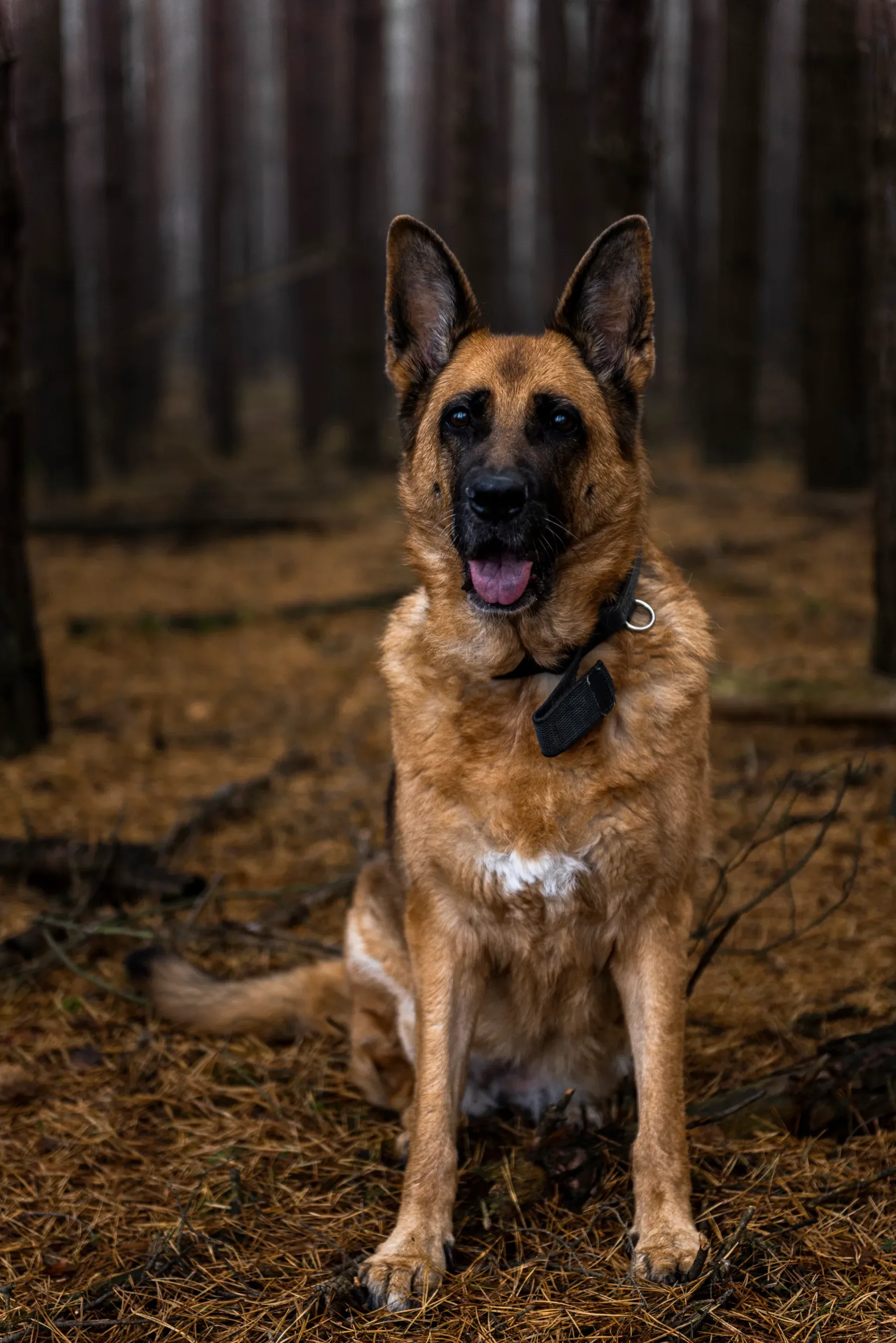 Foto: Envato