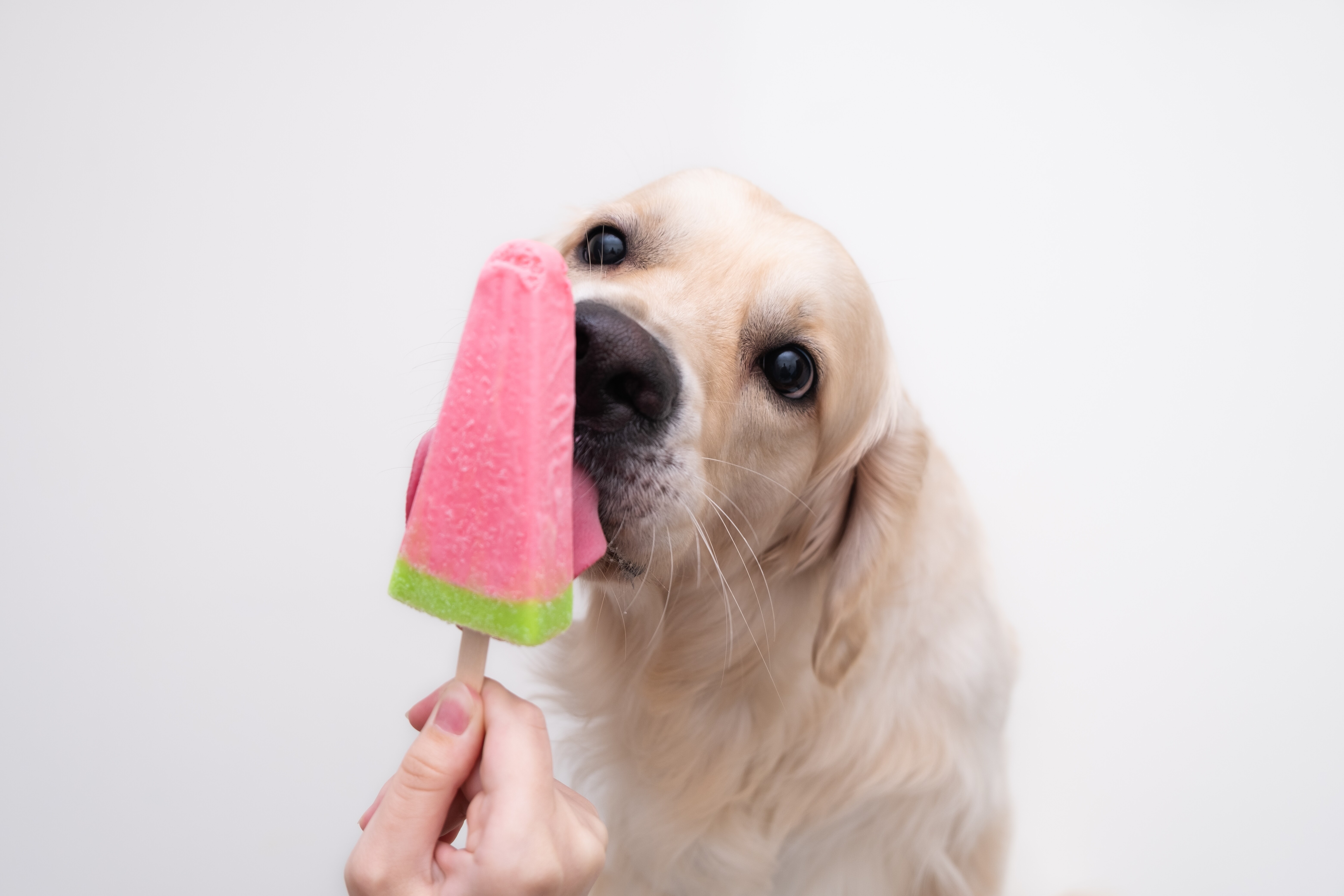 Recept: domači sladoled za pse “Frosty Paws”