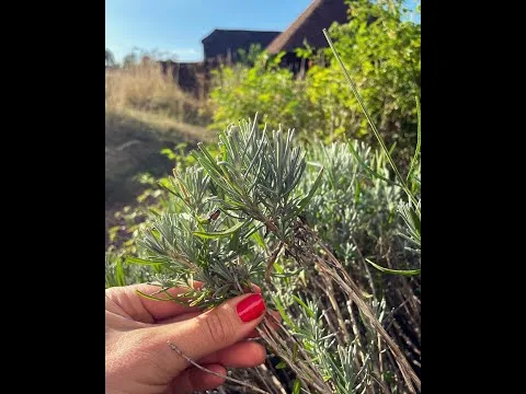 Skrivnost za bujno cvetenje sivke: To je edini trik za obrezovanje mediteranske dive, ki ga zares potrebujete