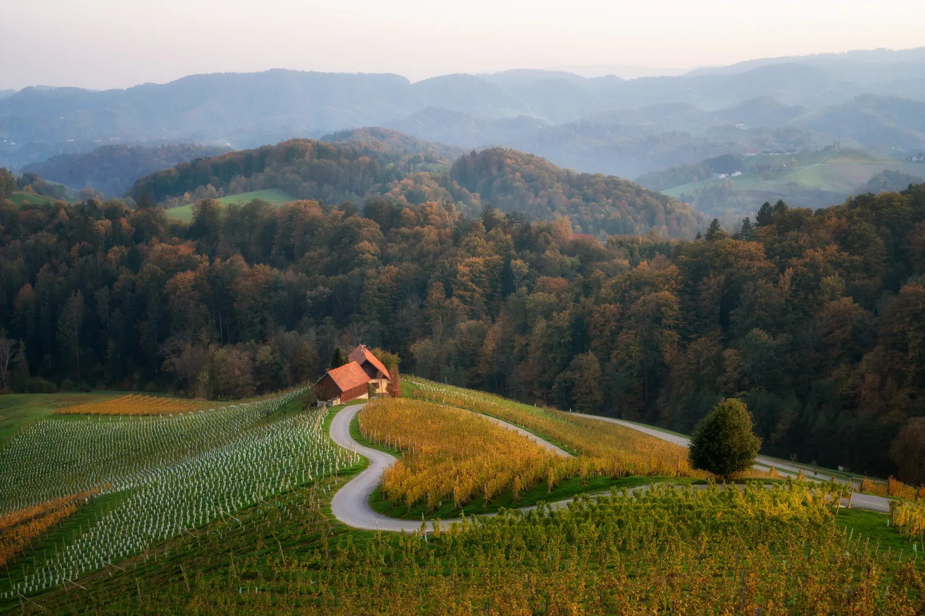 Štajerska je nova kraljica evropskih vinskih poti: premagala je celo Francijo in Italijo