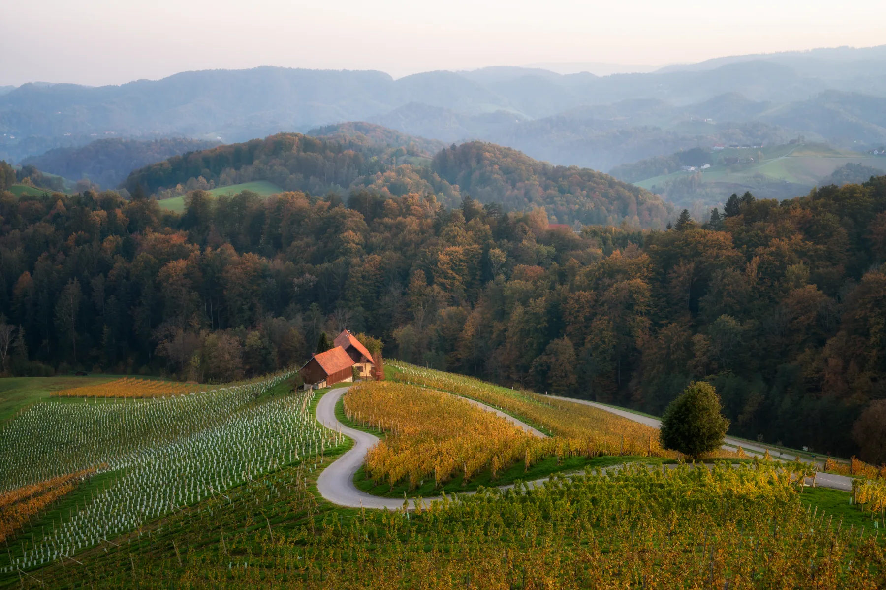 Štajerska je nova kraljica evropskih vinskih poti: premagala je celo Francijo in Italijo