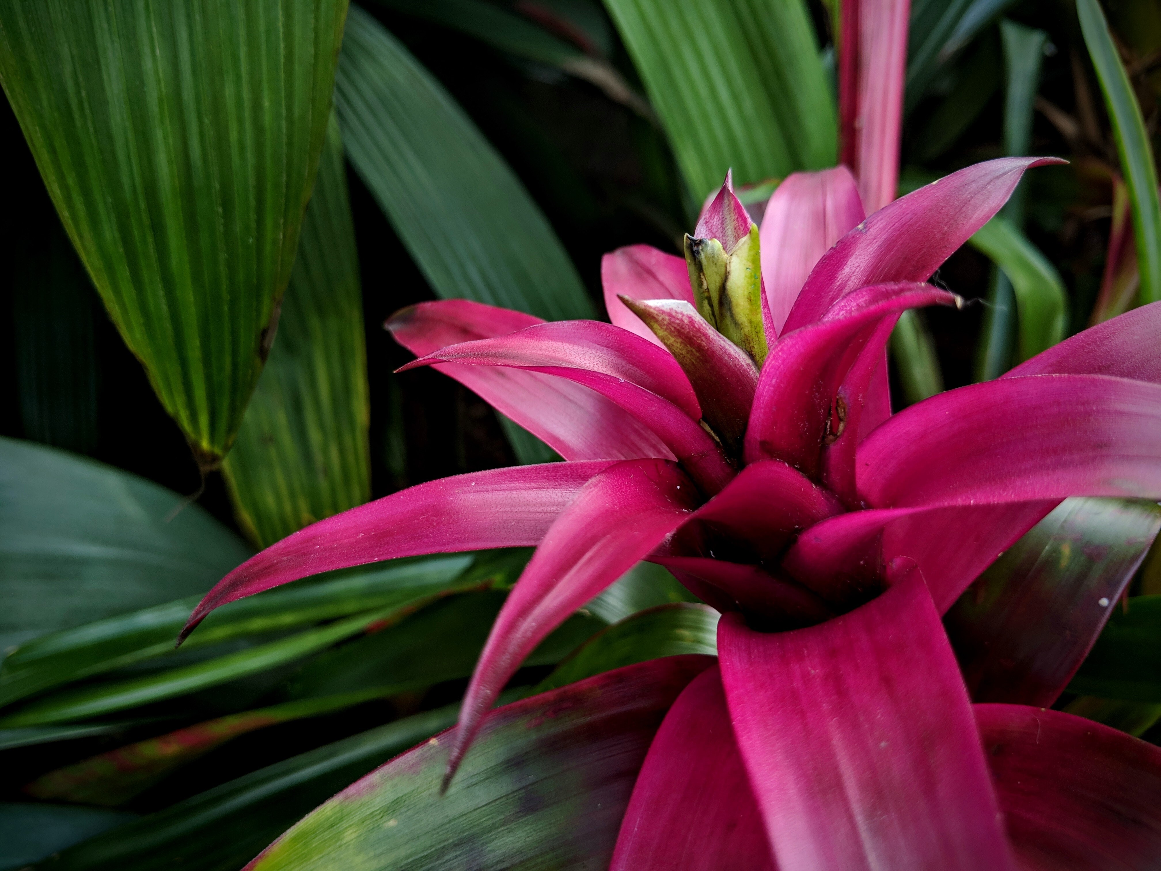 Bromelija