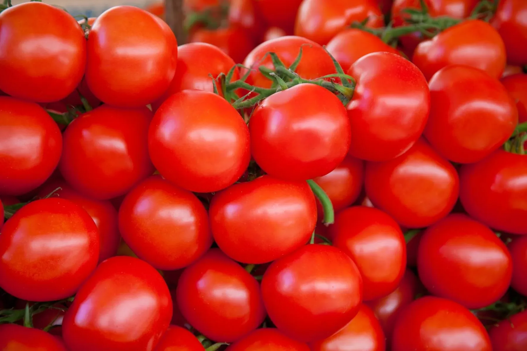 Tako preverite, ali je paradižnik poln pesticidov – večina ljudi tega sploh ne opazi!